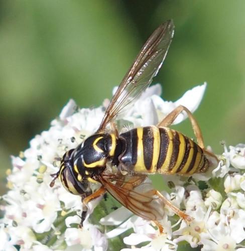 Spilomyia manicata